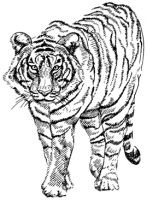 Crafty Stamps - Tiger small - AN138HF