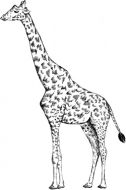 Crafty Stamps - Giraffe - AN160K