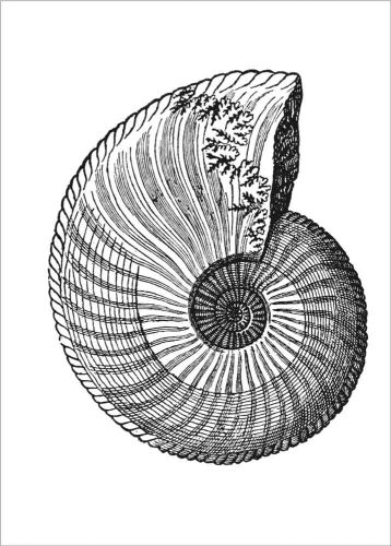 Ammonite (CS074y) a7 clear polymer stamp by Funky Fossil Designs